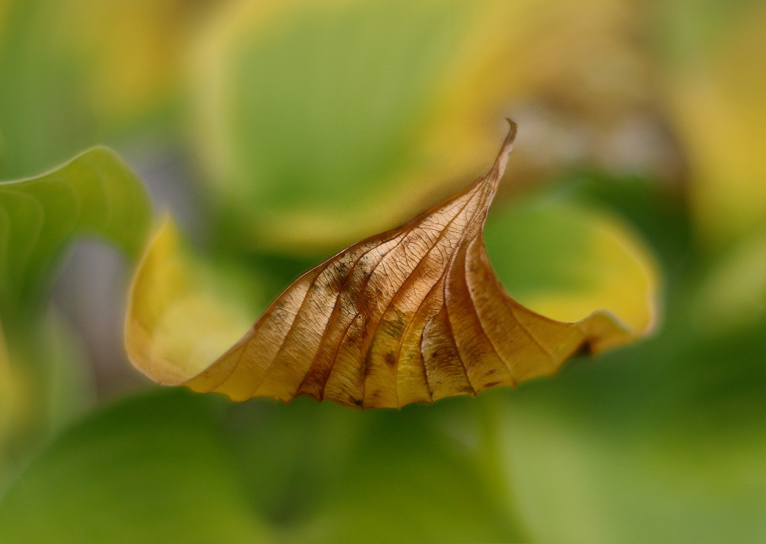 Herbstlich