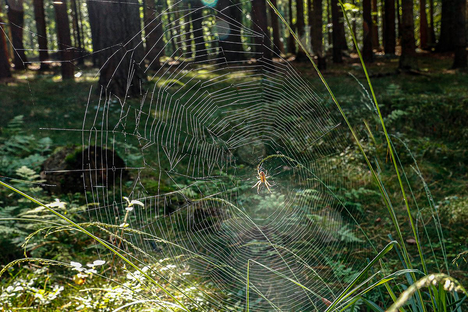 Fleißig, Fleißig . . . (Spinnennetzt)