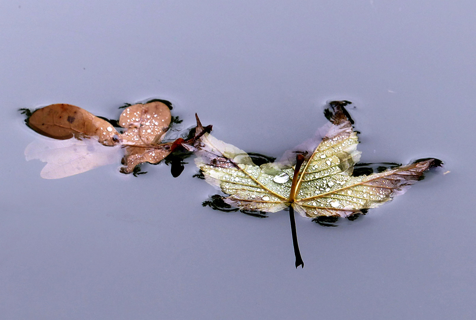 Herbst