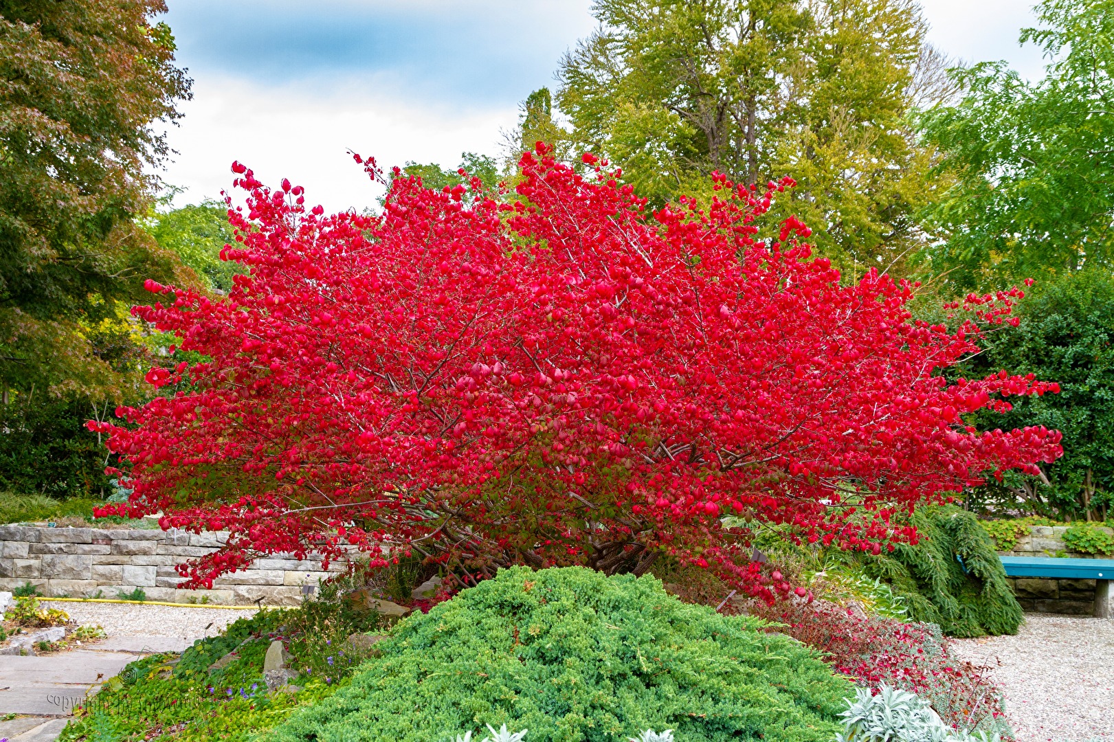 Korkspindelstrauch im Herbst