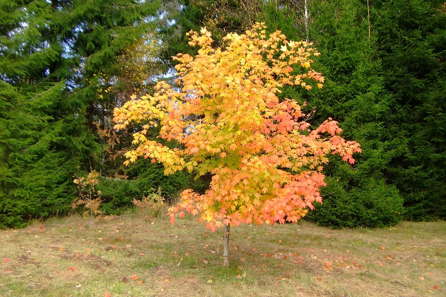 ... kleiner Zucker-Ahorn (Acer saccharum) im Herbstgewand ...