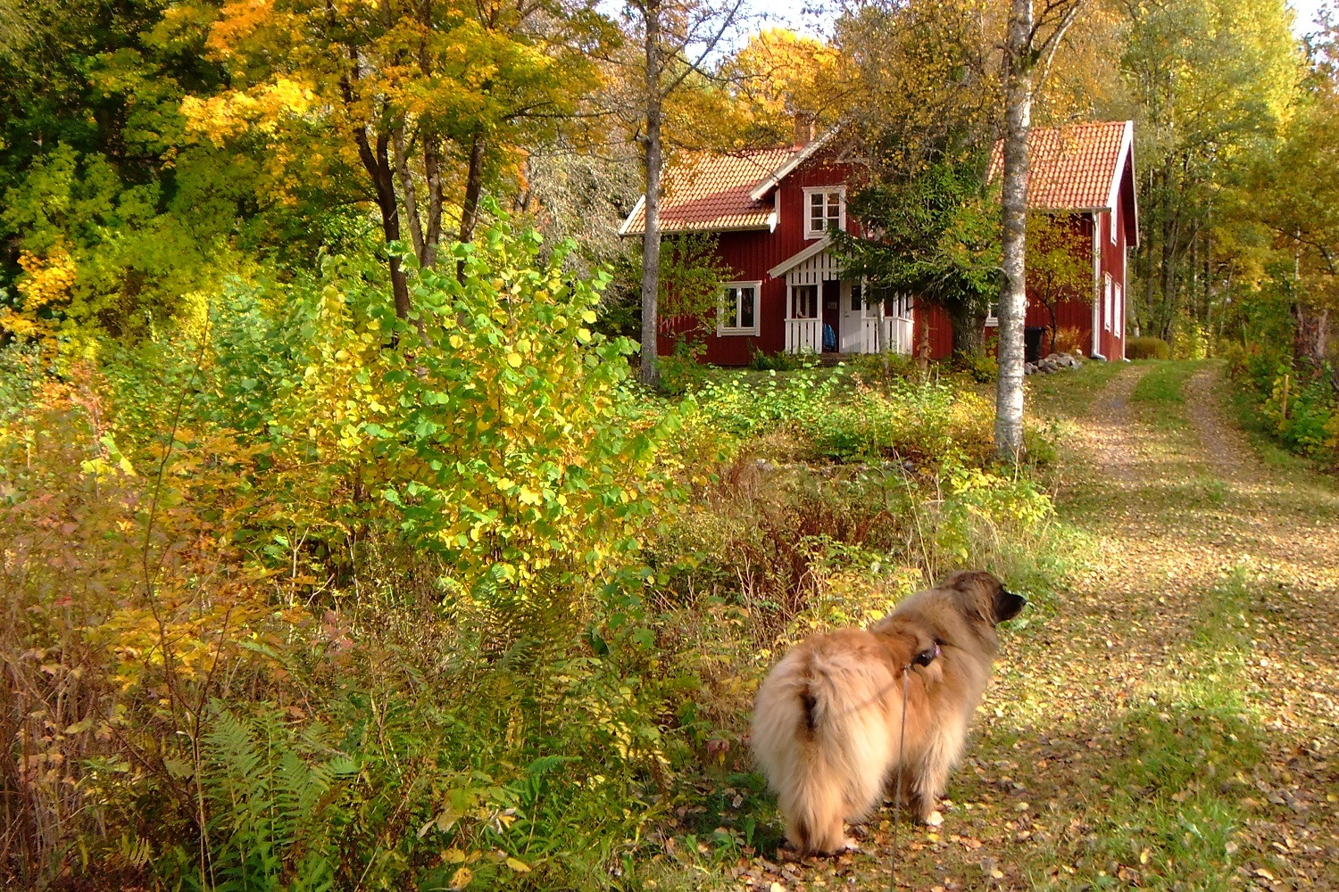 ... Spaziergang im Herbst ...