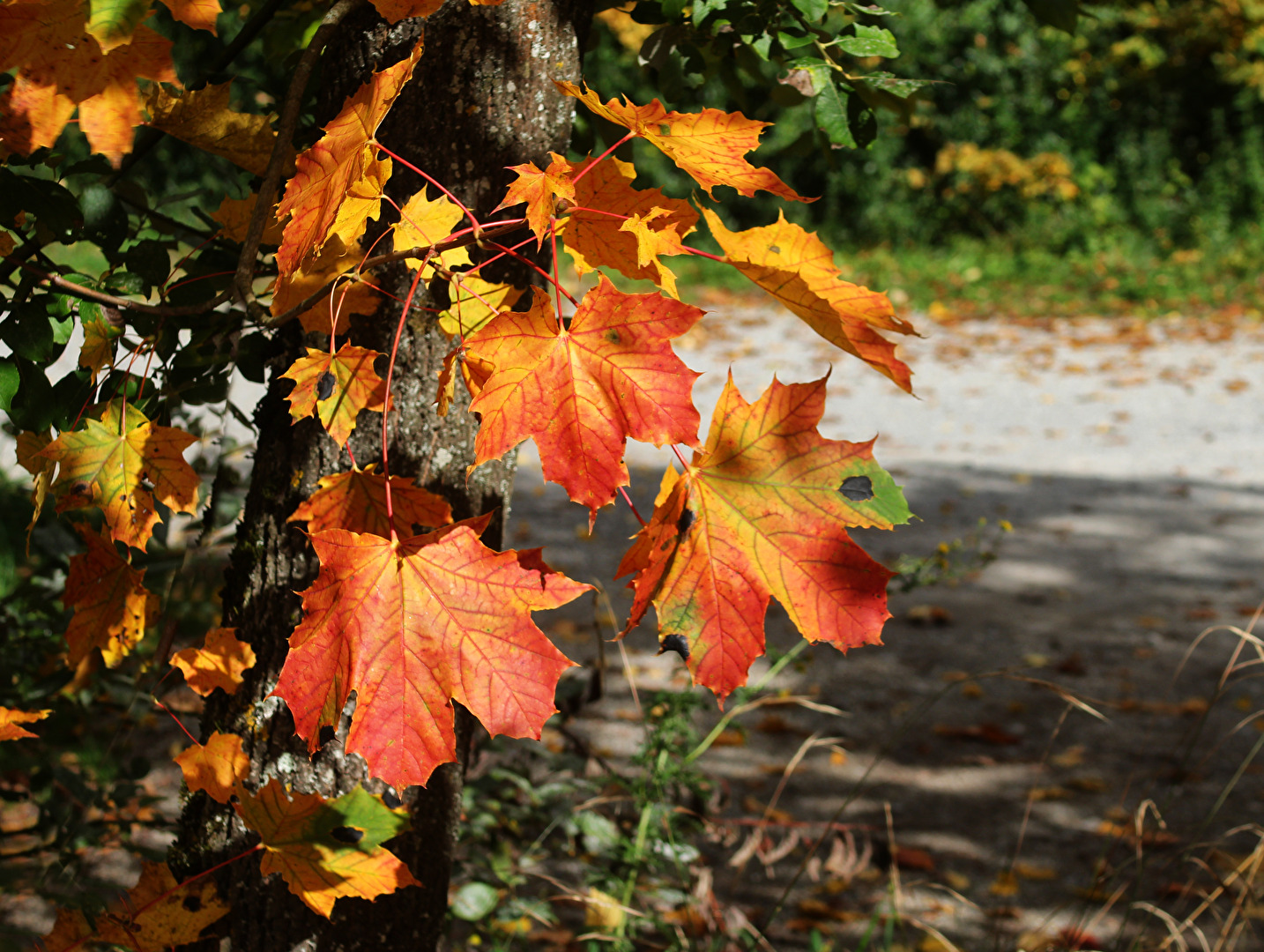 Herbstlich