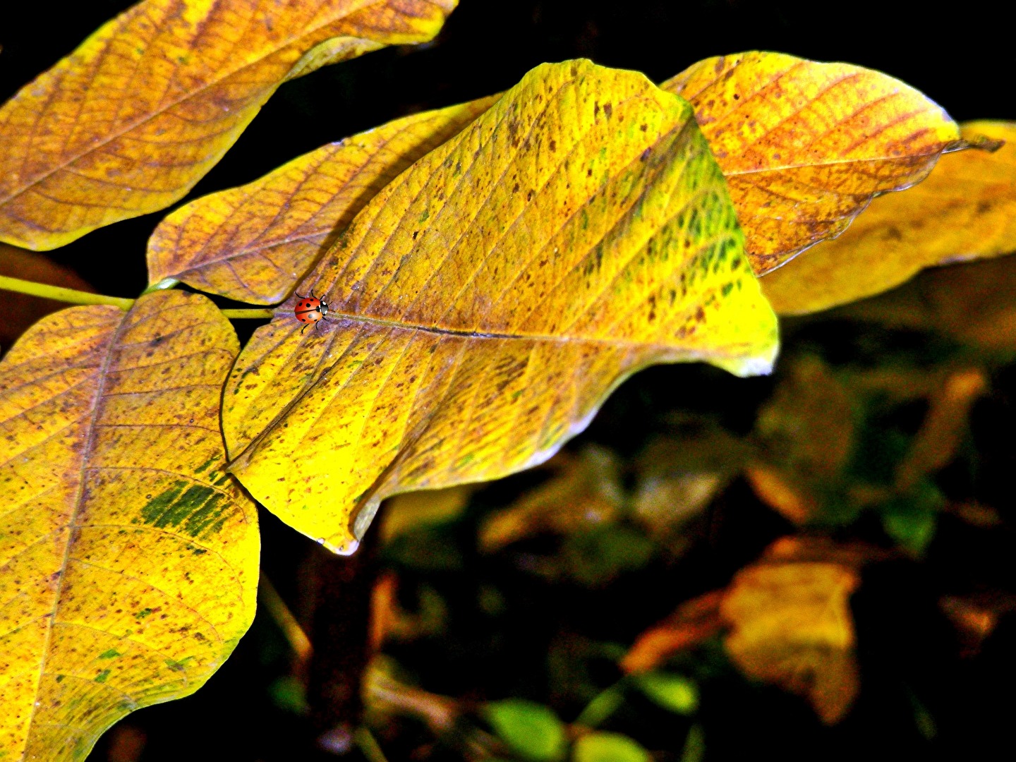 Herbst