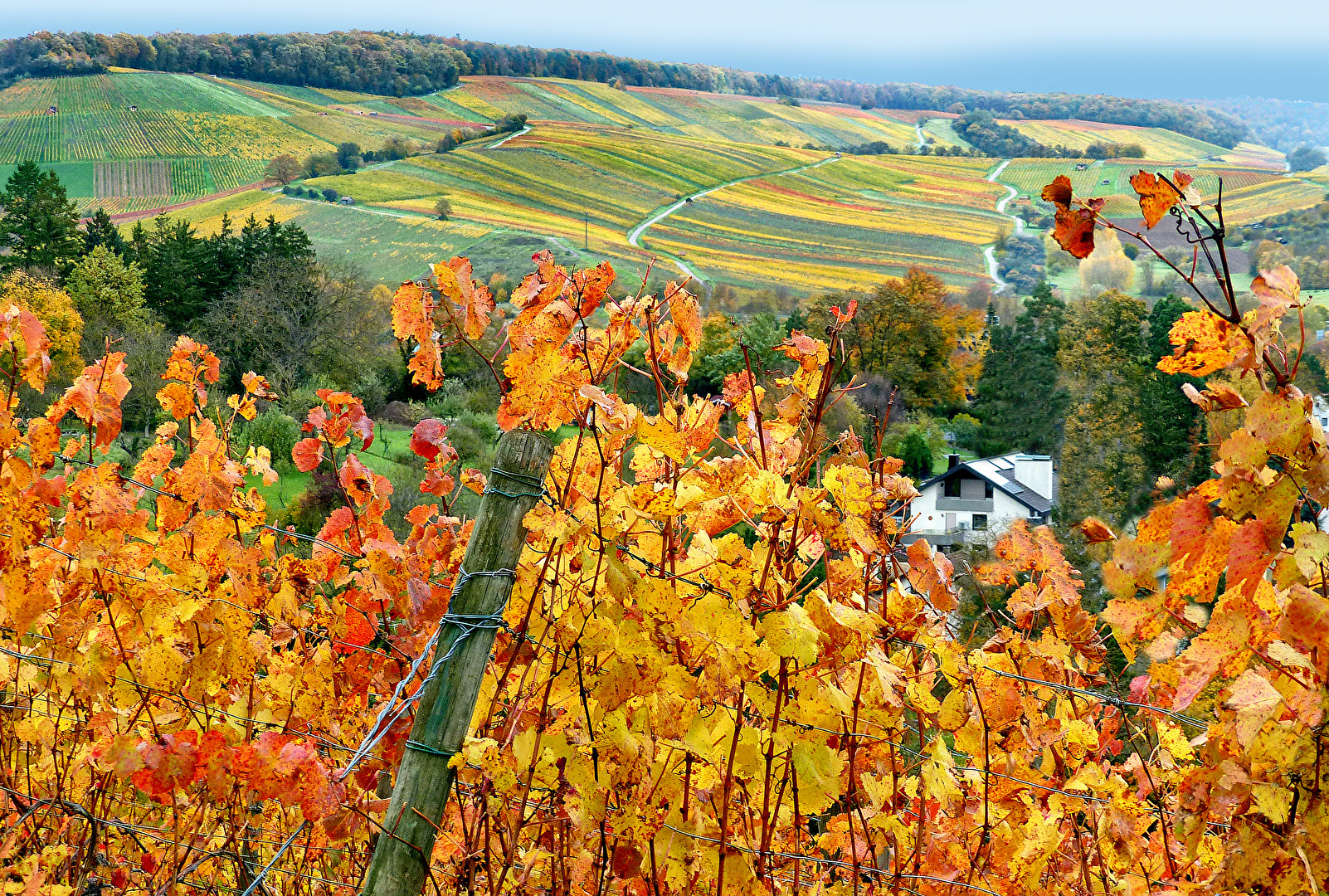 Der Weinbauer hat abgeliefert