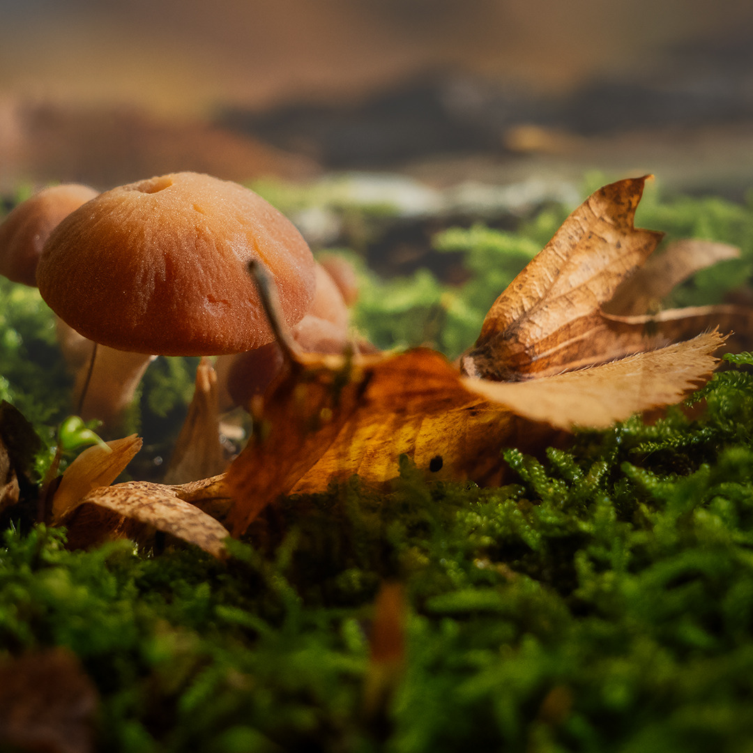 Schönheiten im Herbst