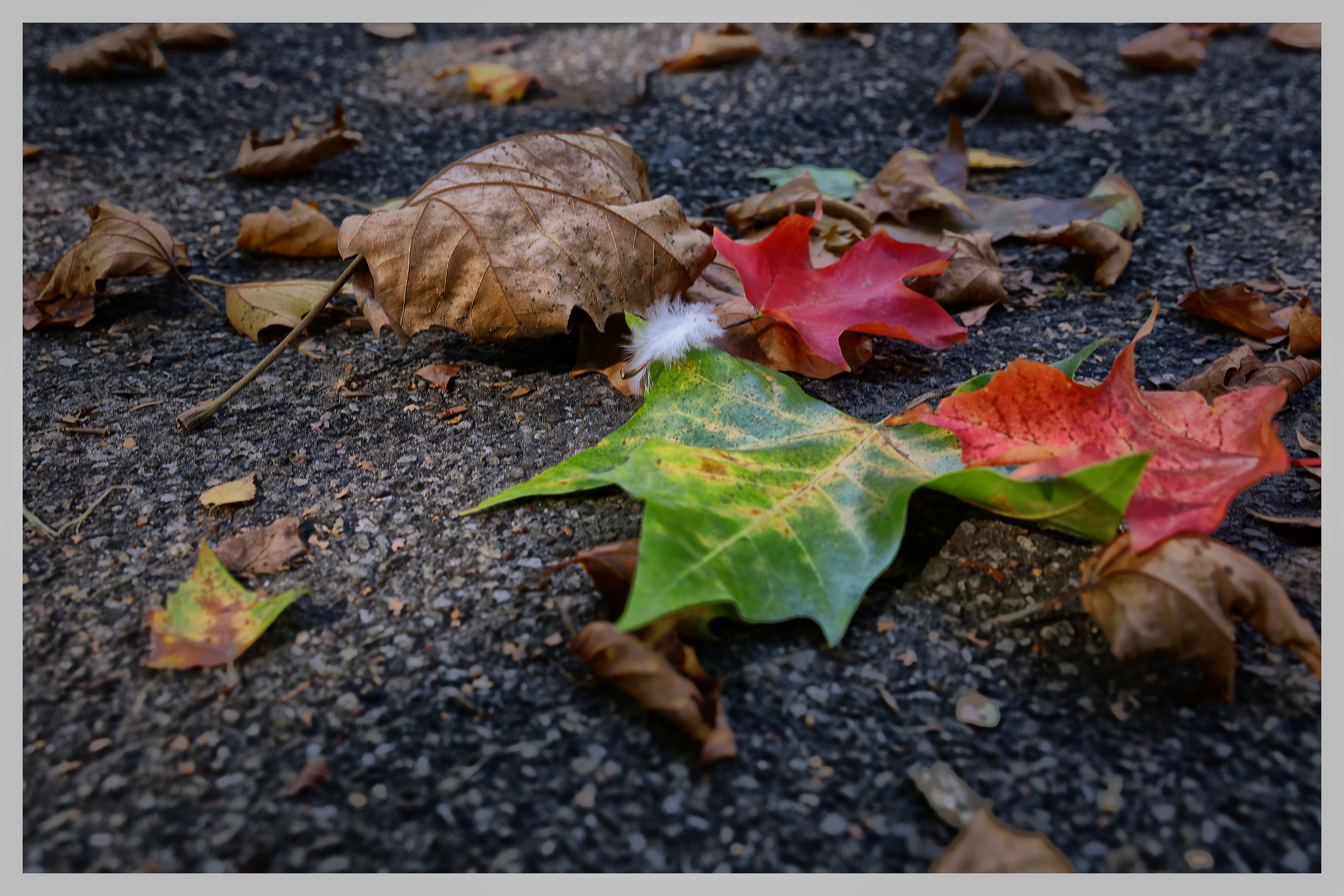 Die stillen Tage im Herbst