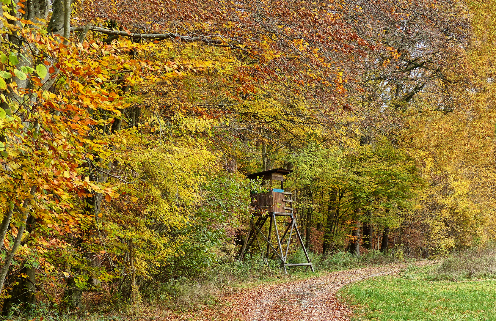 Bunt sind schon die Wälder