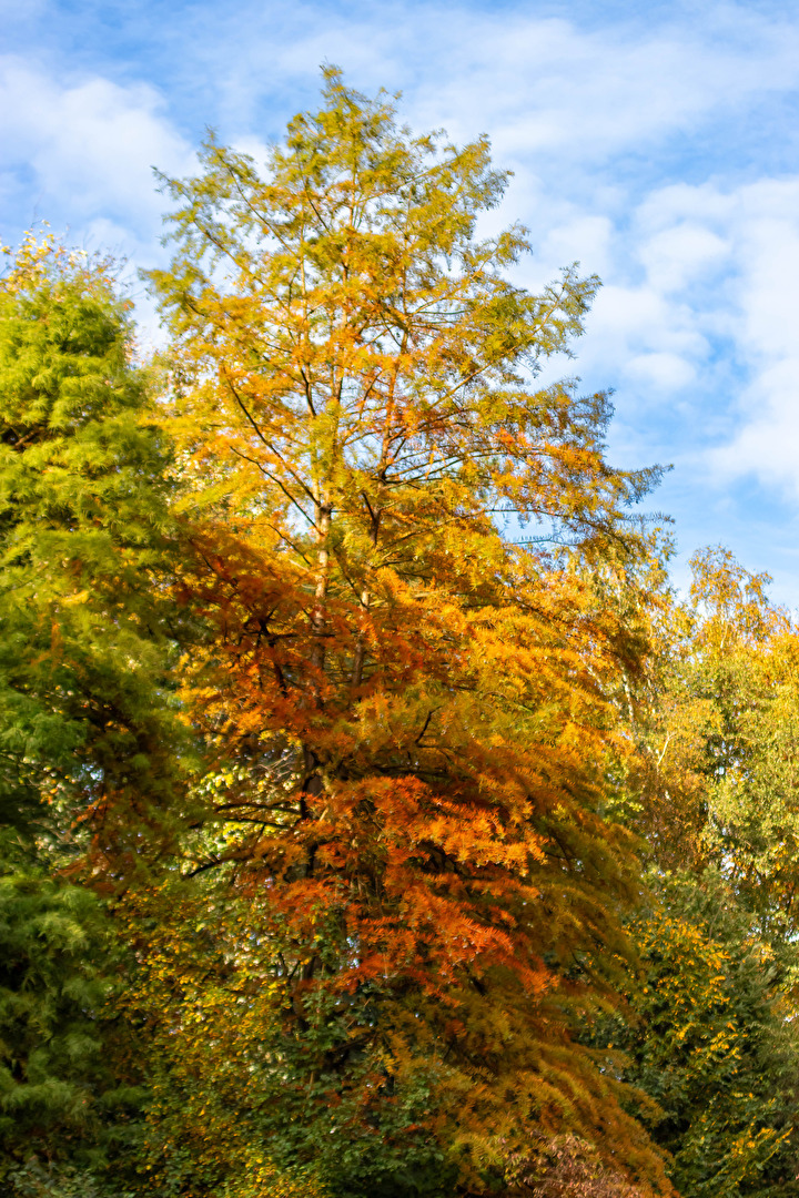Der Herbst in seinen schönsten Farben