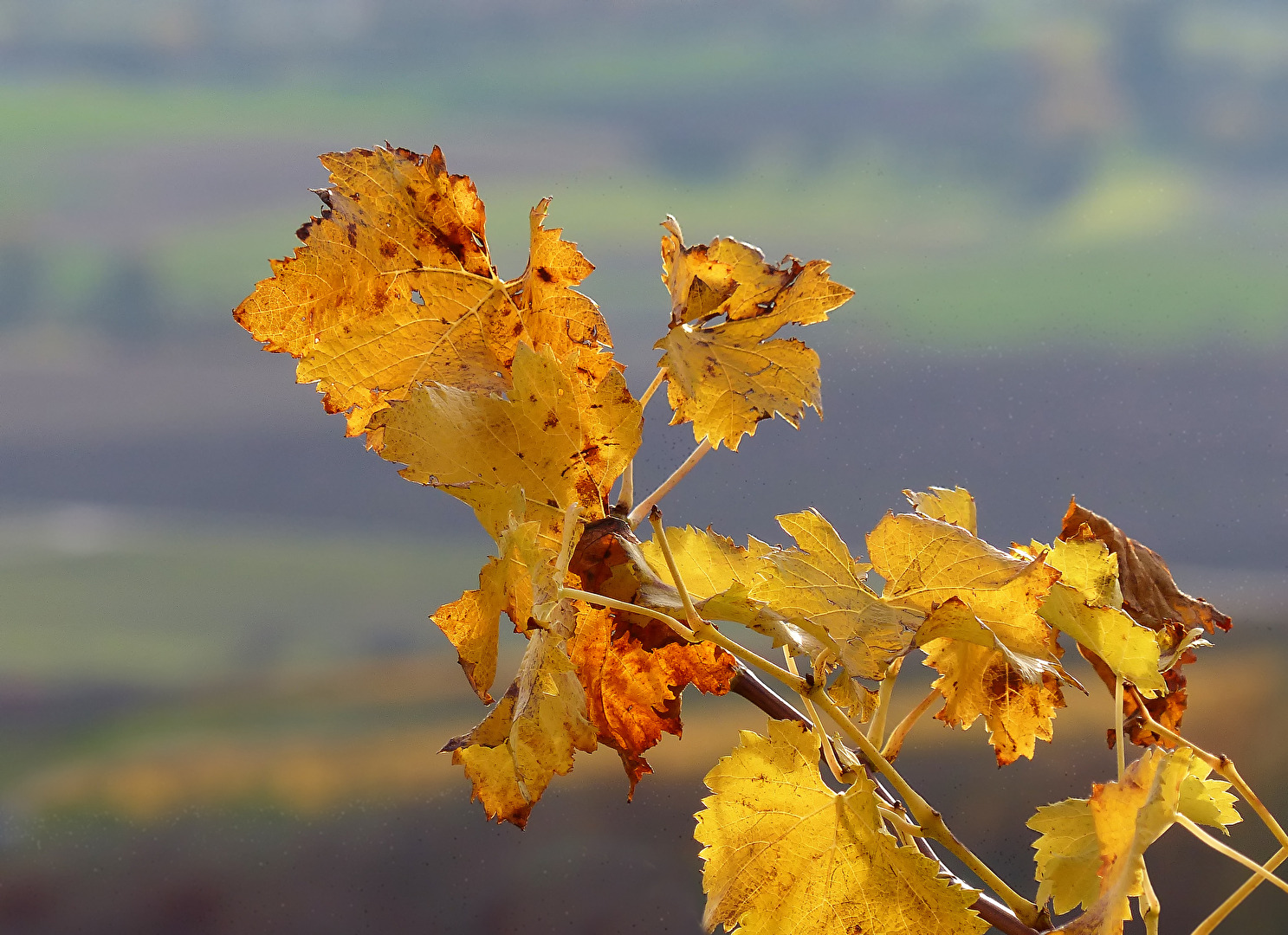 Herbst im Weinberg