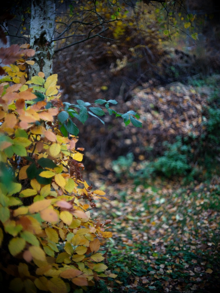 Herbst hinterm Haus...