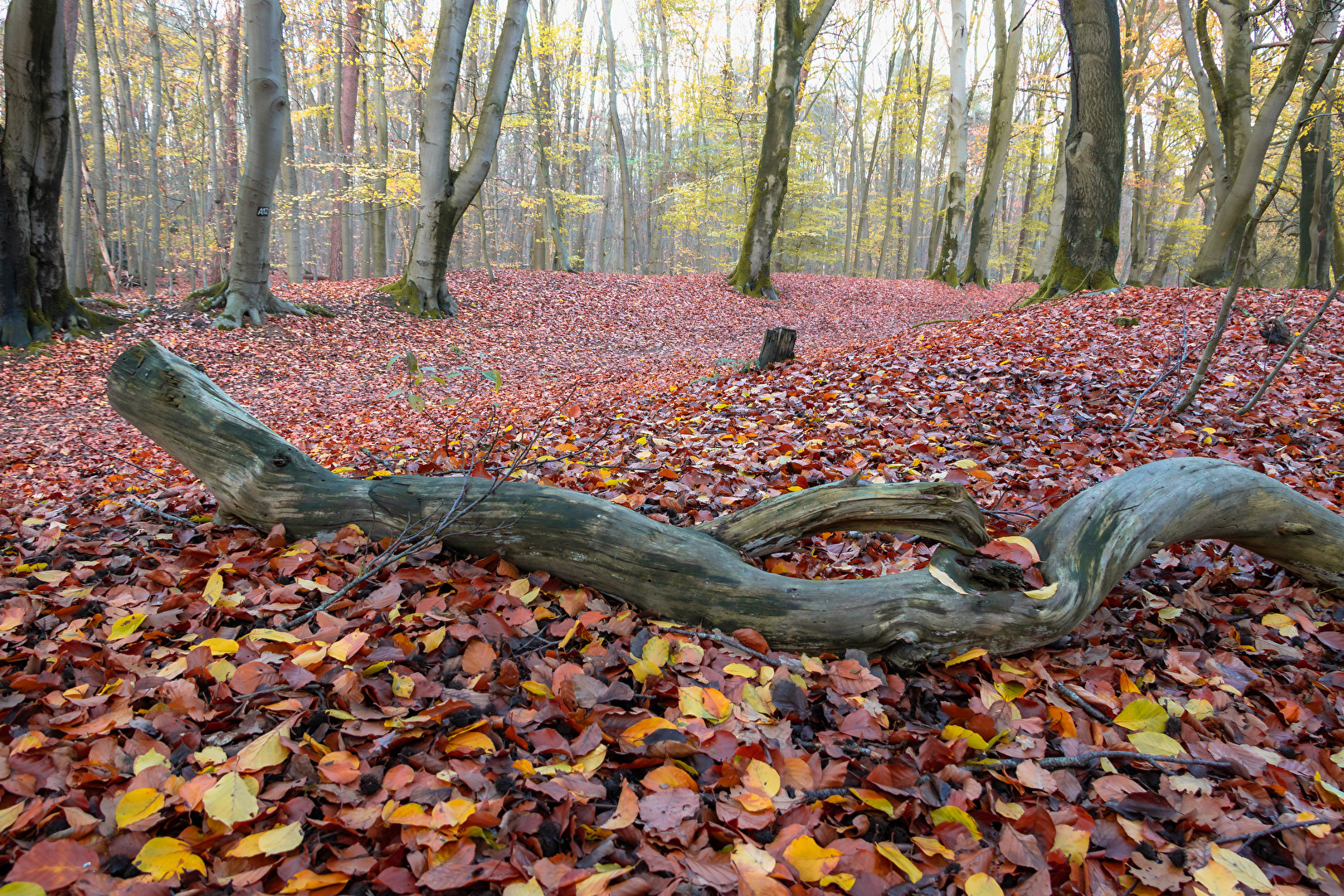 Der Herbst geht zu Ende...der Winter kommt