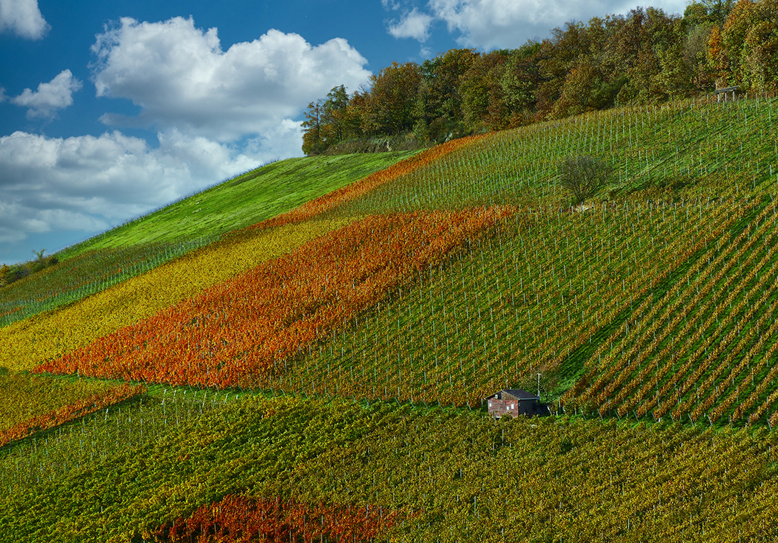 Weinberg im Herbst