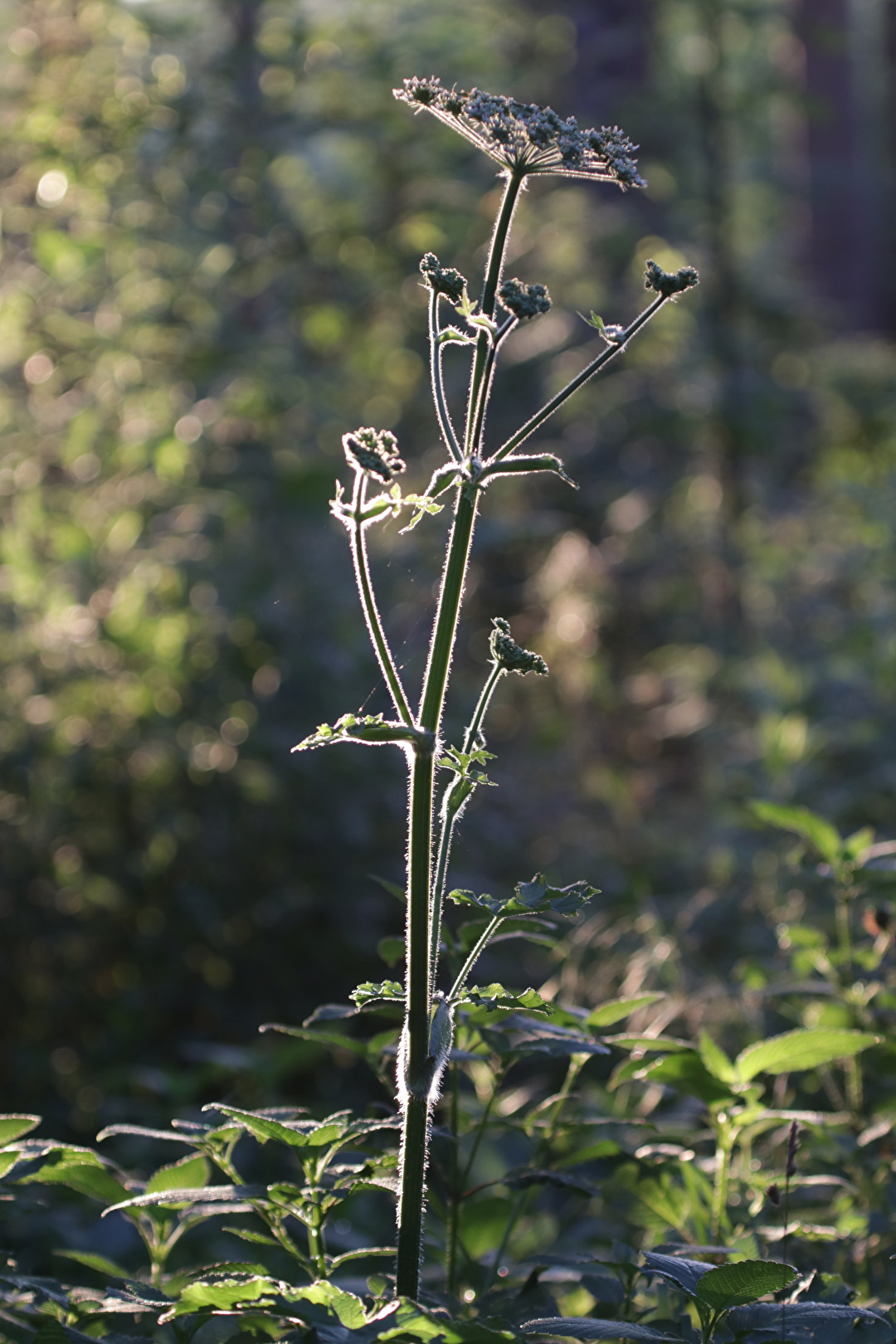 Pflanze im Morgenlicht