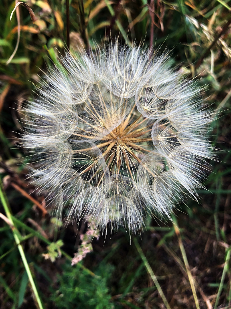 Die andere Pusteblume