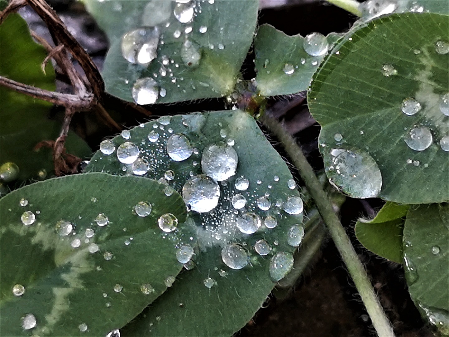 Wassertropfen auf Klee