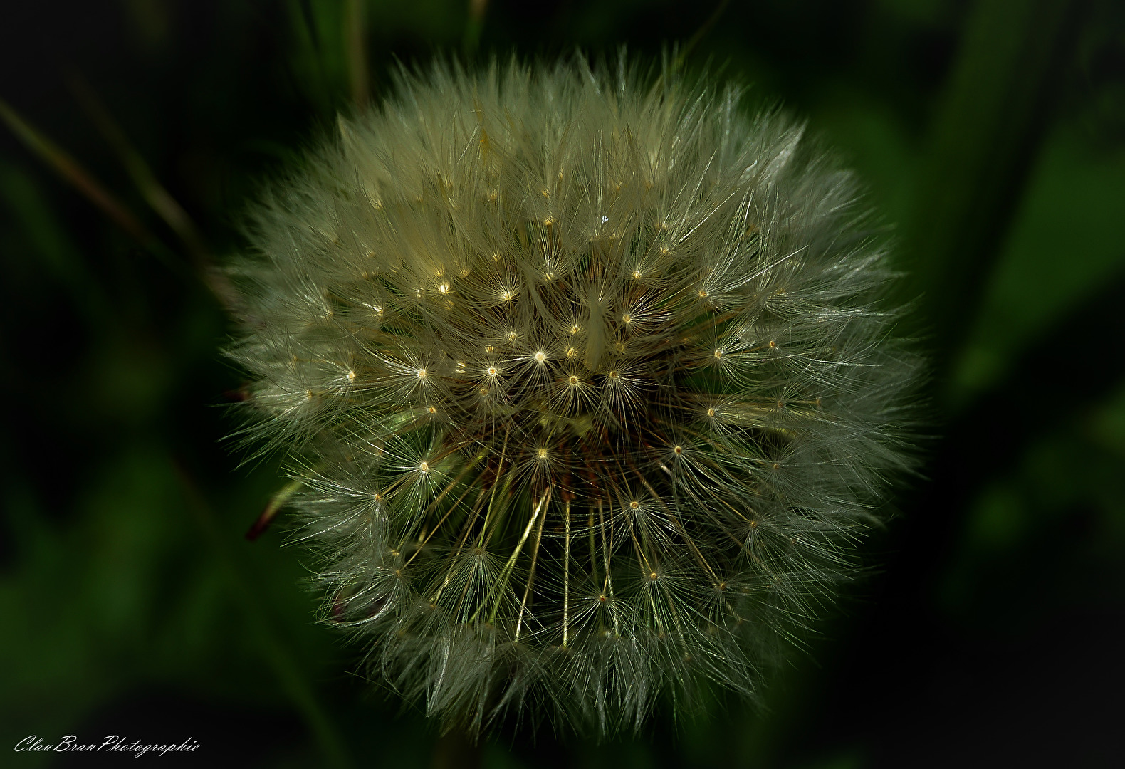 Pusteblume