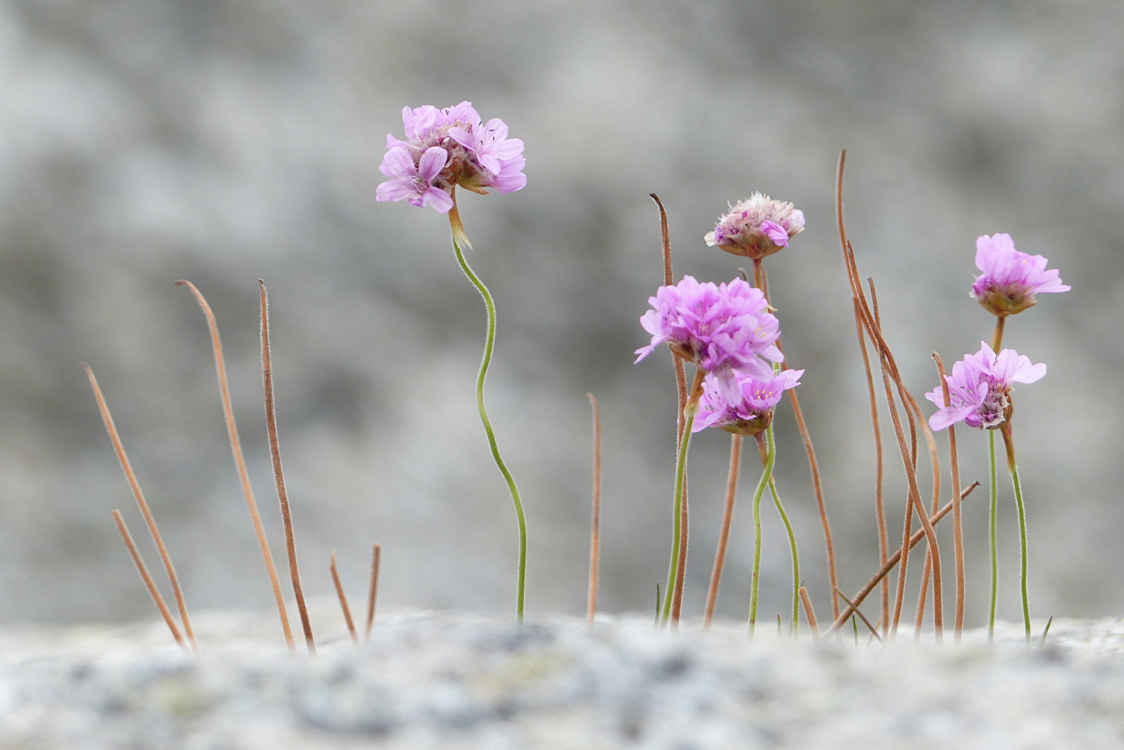 Anspruchslose Grasnelken
