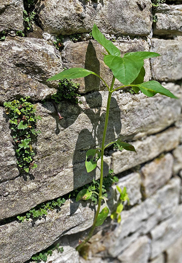 die Natur siegt