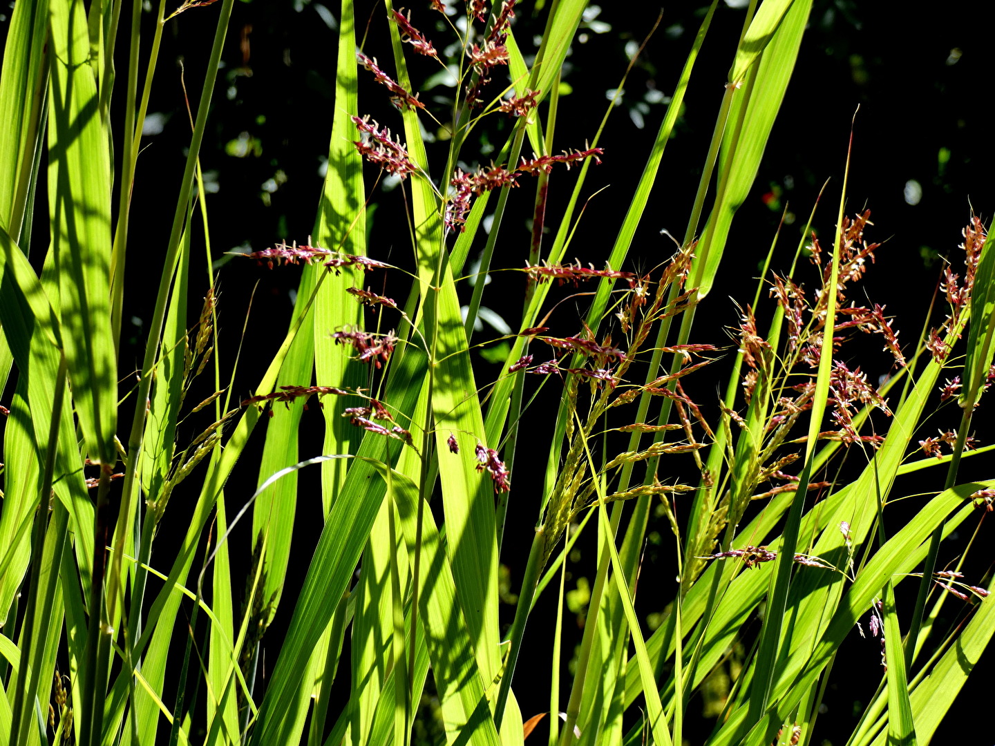 grasgrün ...