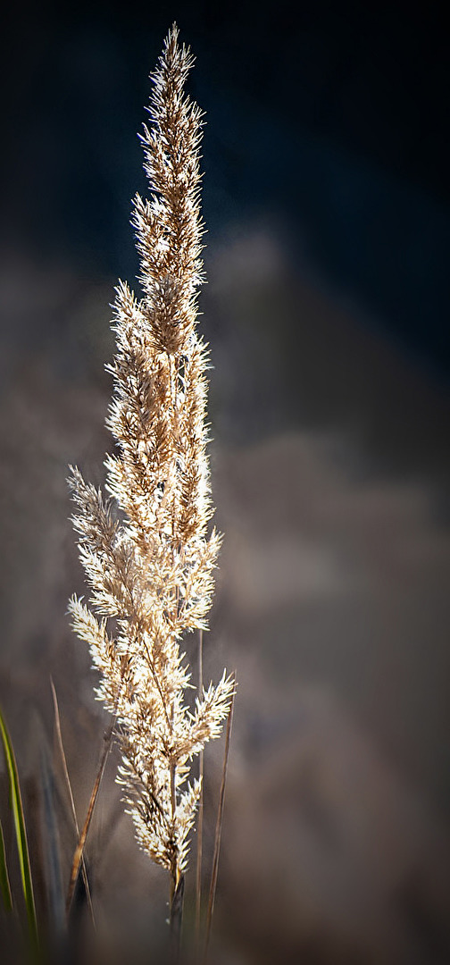 Gras-Blühen...