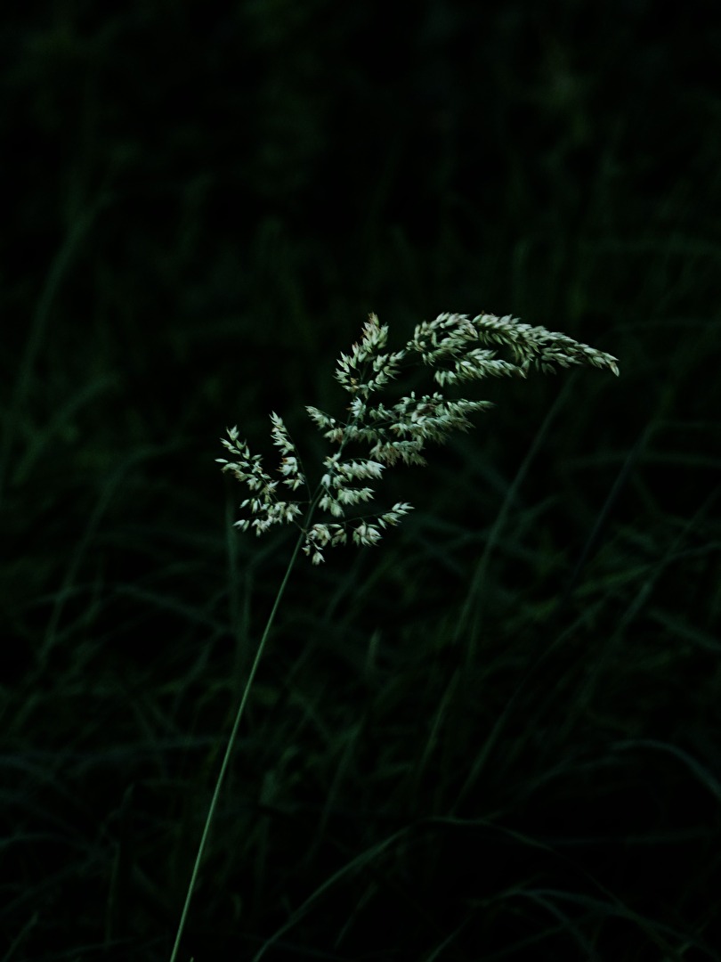 Grashalm in der Nacht