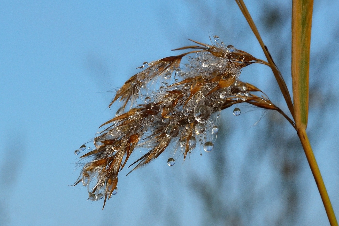 #Tropfen - Nach dem Regen