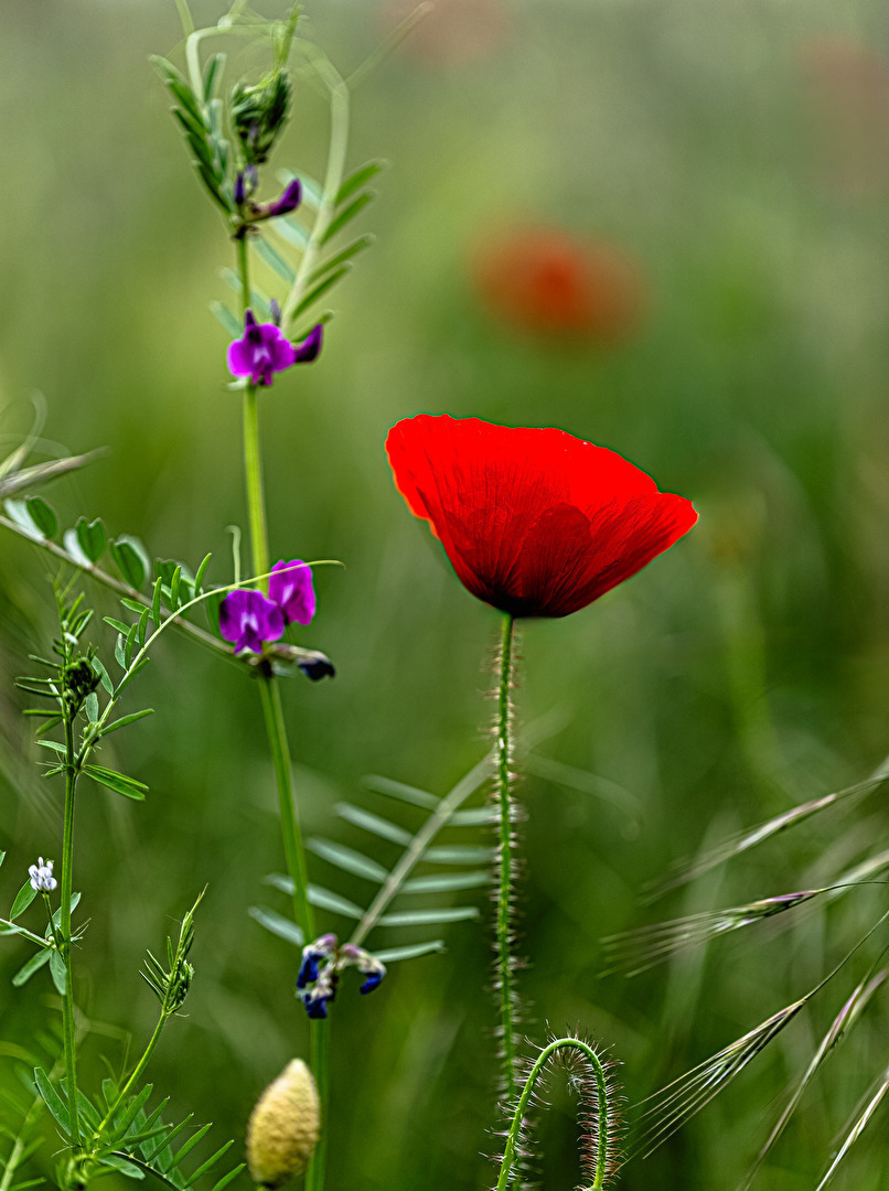 Am Wegesrand . . .