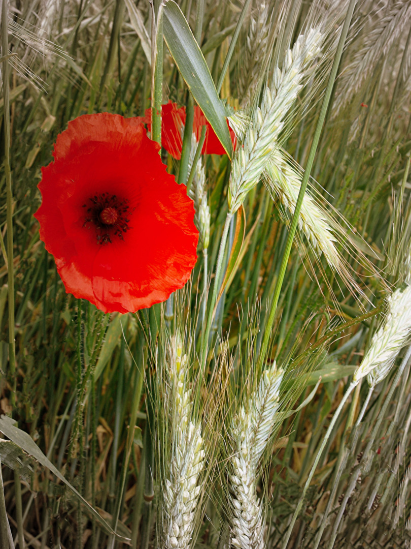 Mohnblume