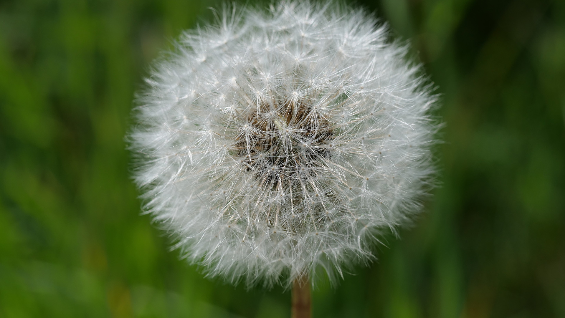 Pusteblume in Dänemark 2022