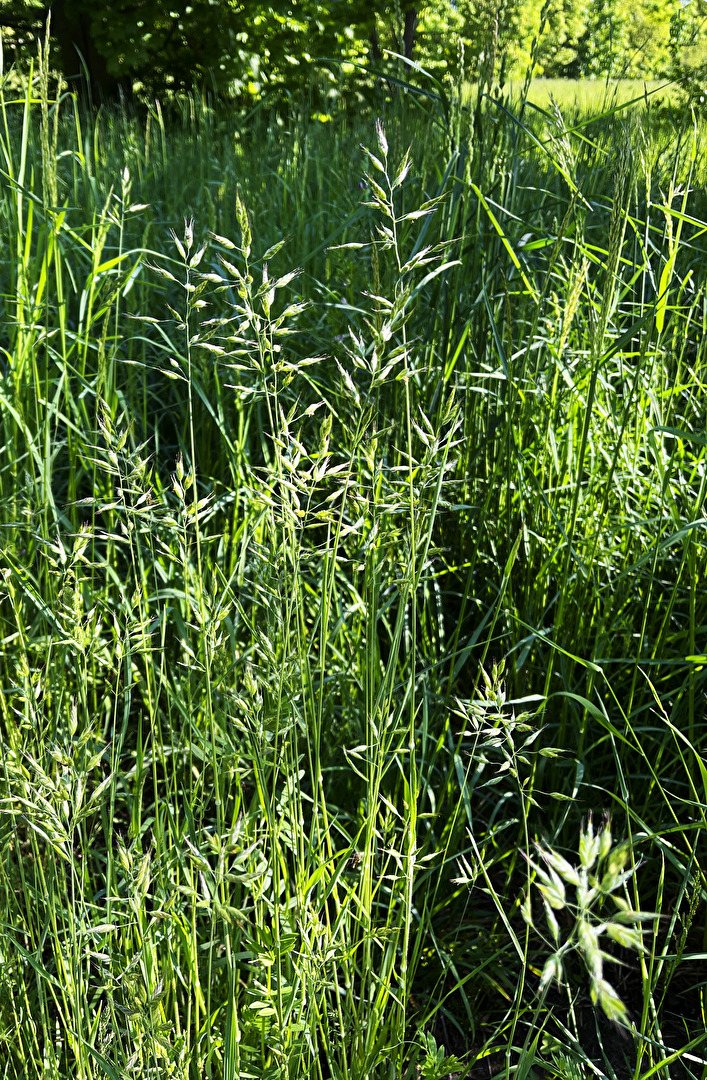 einfach nur Gras...