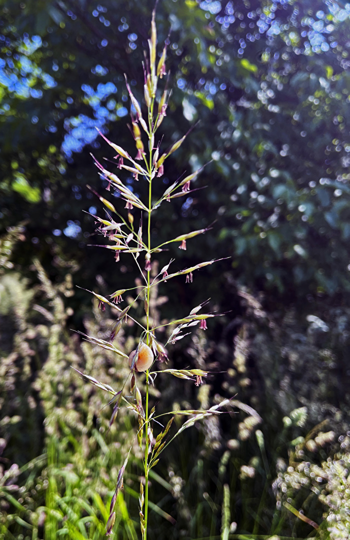 Grashalm mit kleiner Schnecke (ich weiß, ist nicht ganz scharf)