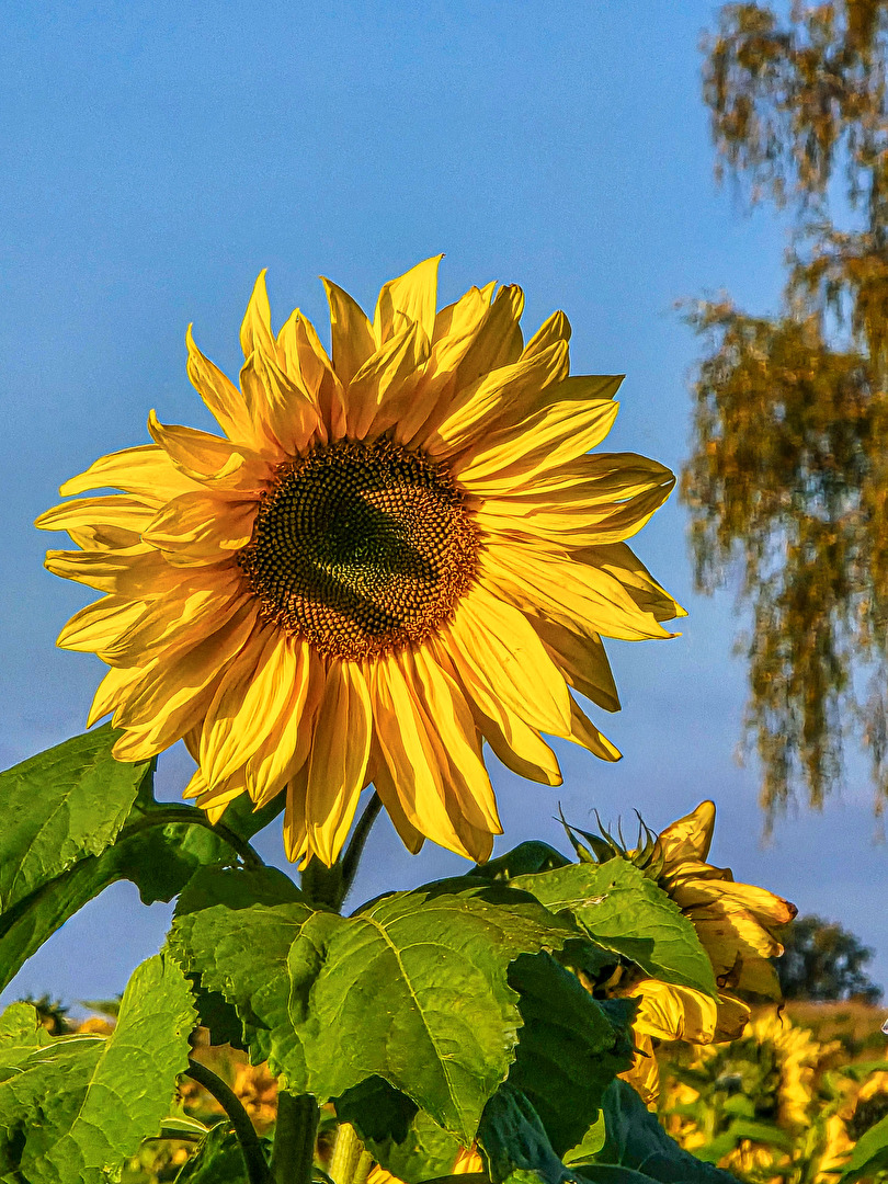 Noch einmal die Sonne geniessen . . .    (Smartphone-Aufnahme)