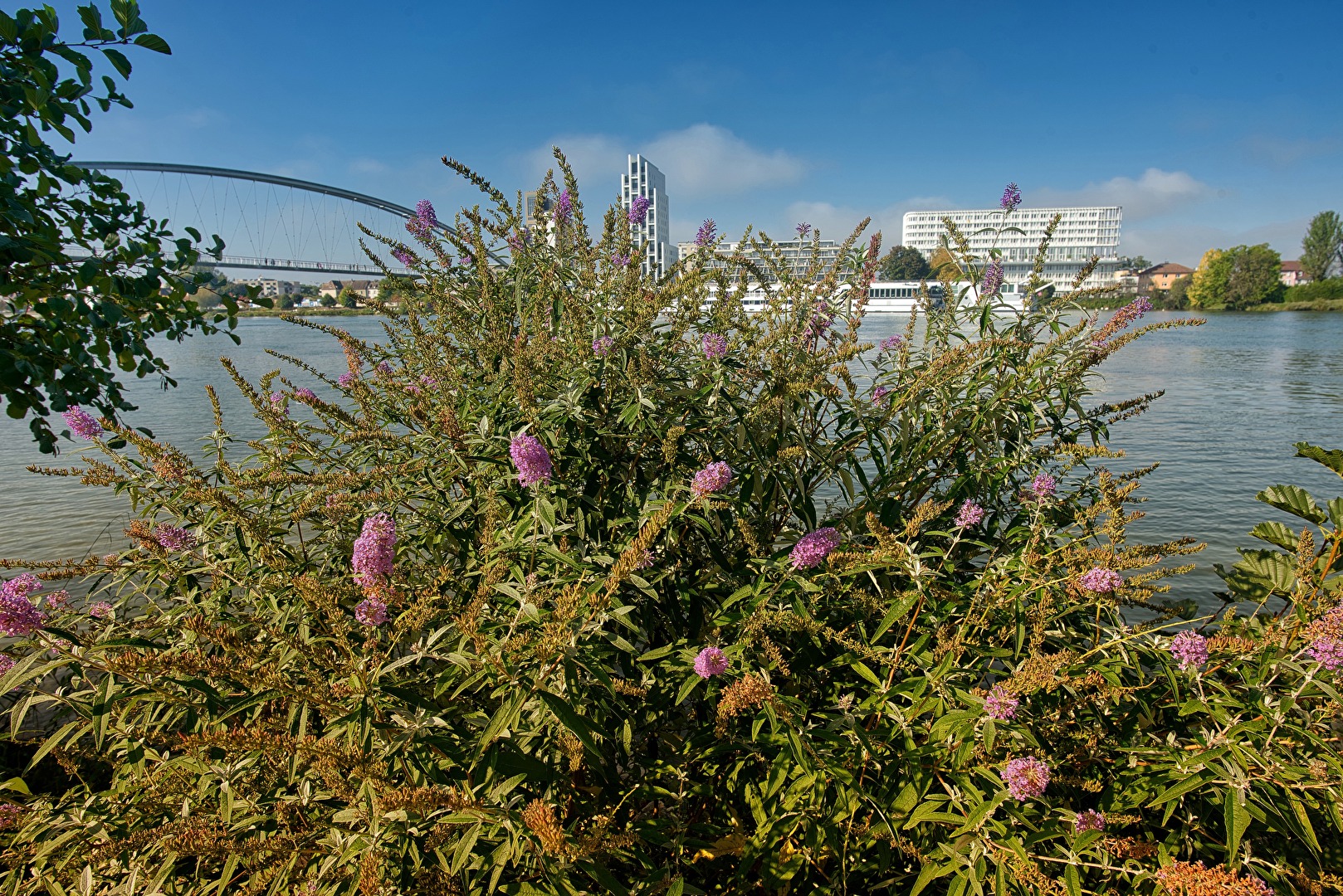 Durch die Blume gesprochen.