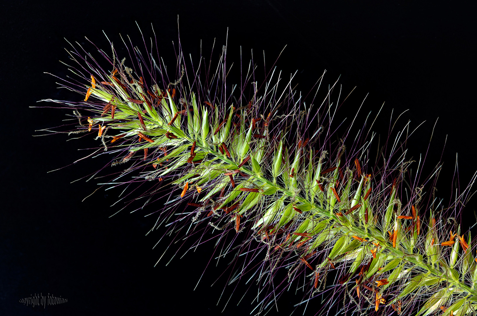 #Freistellung - Lampenputzergras