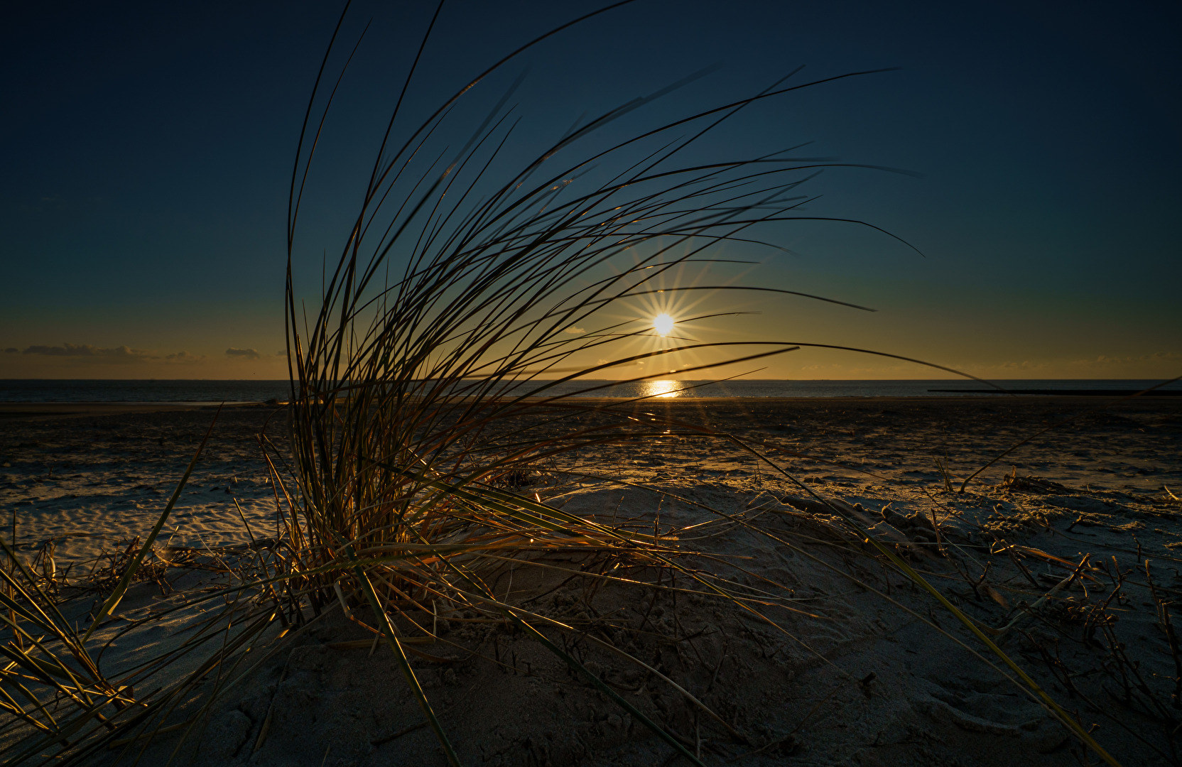 Dünengras im Abendlicht