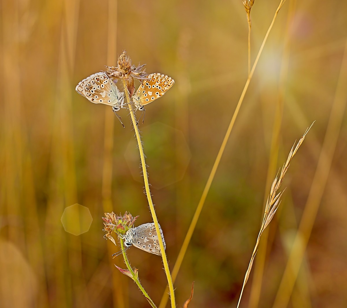 Trio im Gegenlicht