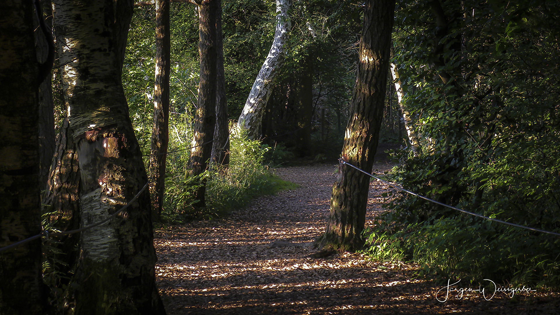 Der Wackelwald