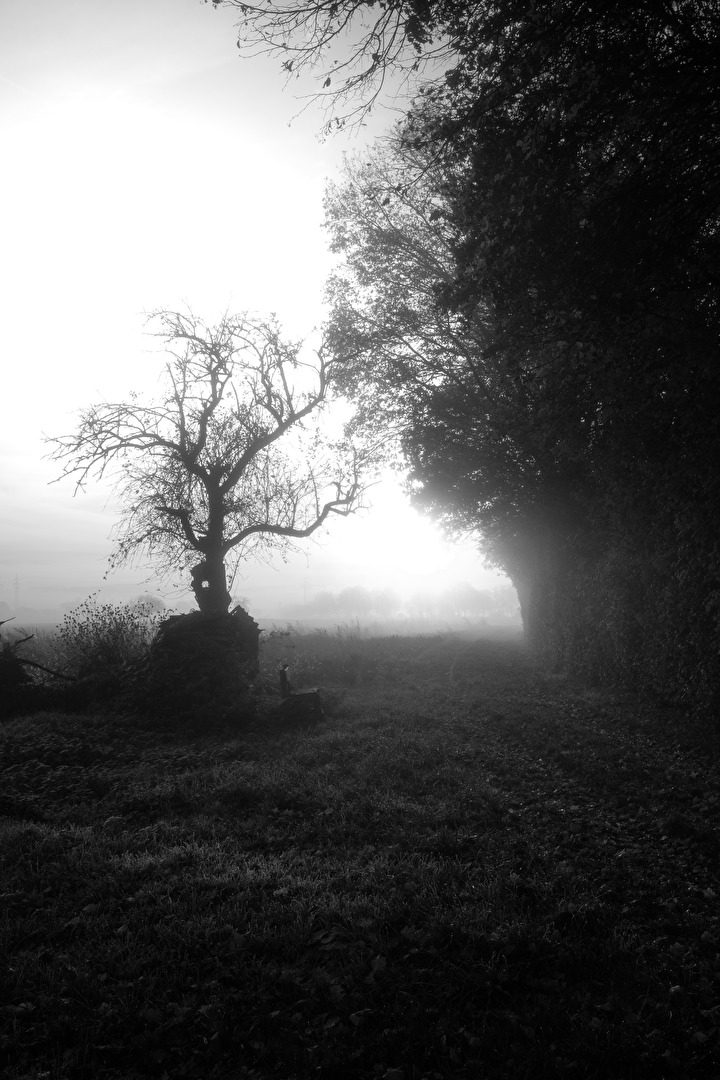 Morgenlicht