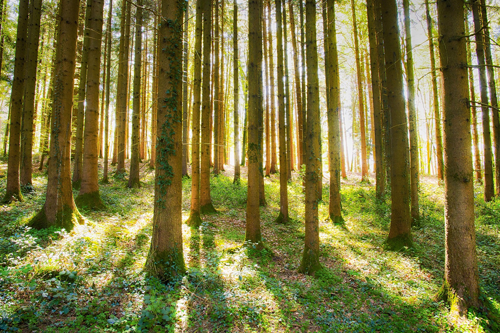 Lichtspiel im Tannenwald
