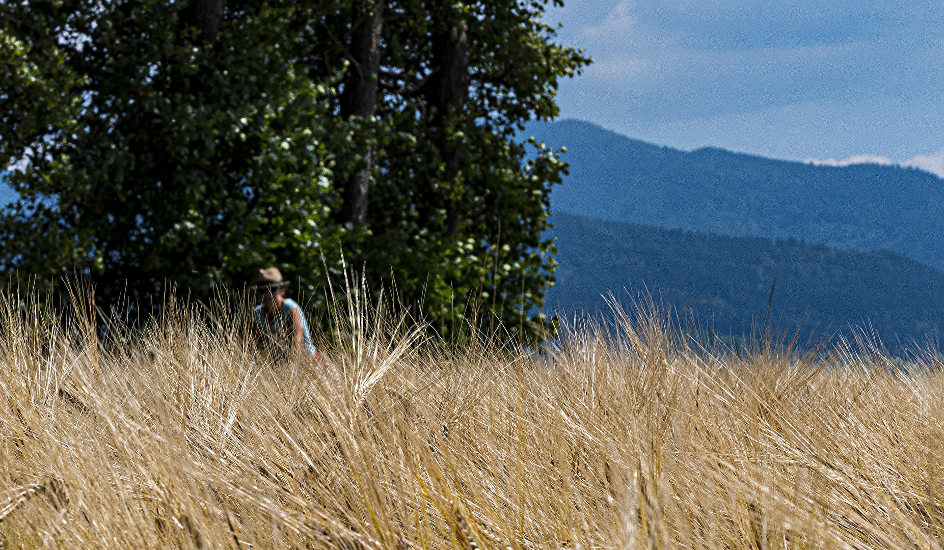 Durchs Kornfeld