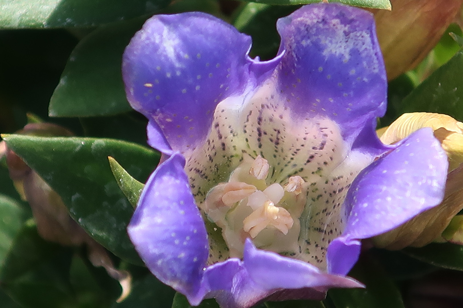 Enzianblüte weiter in voller Pracht