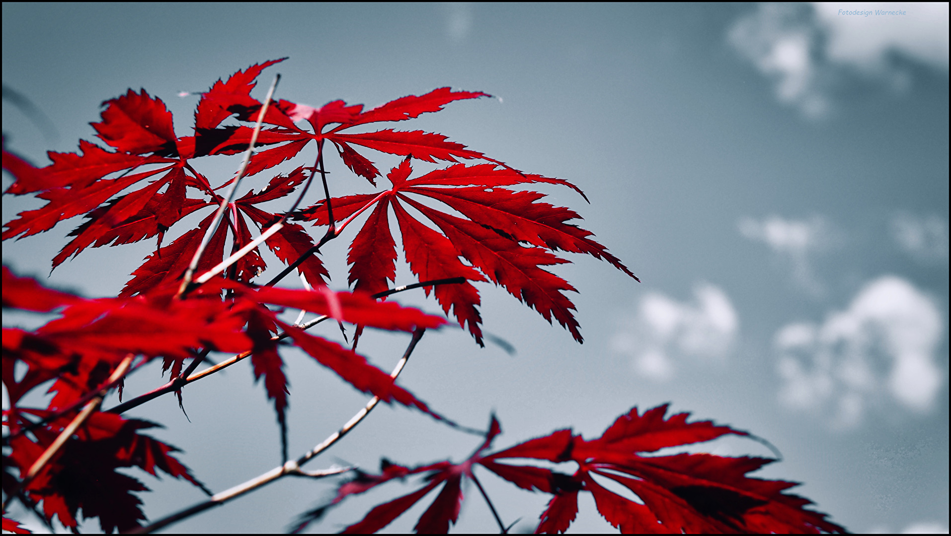 Auch im Sommer eine Augenweide.