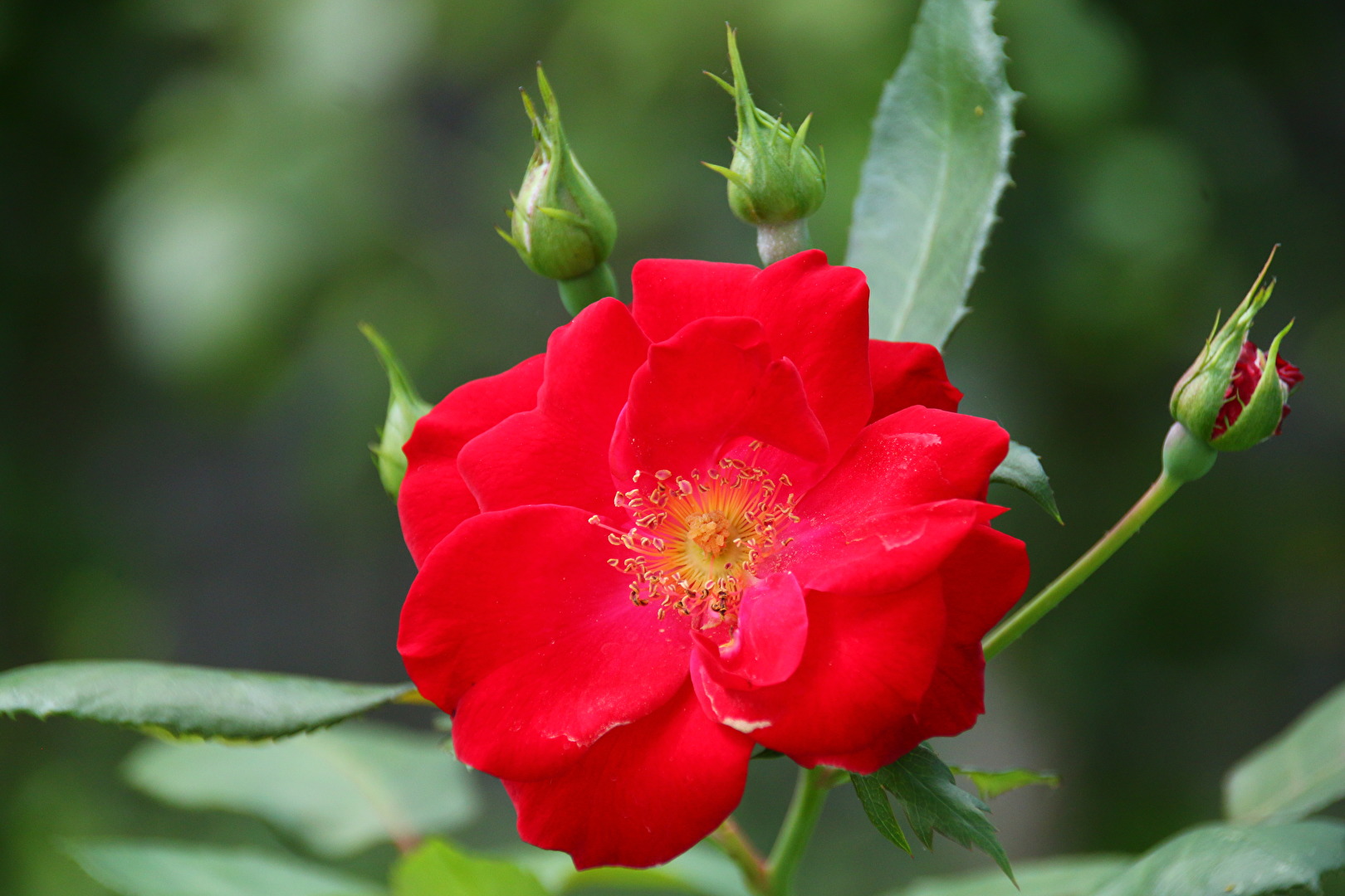 Blühende Rose
