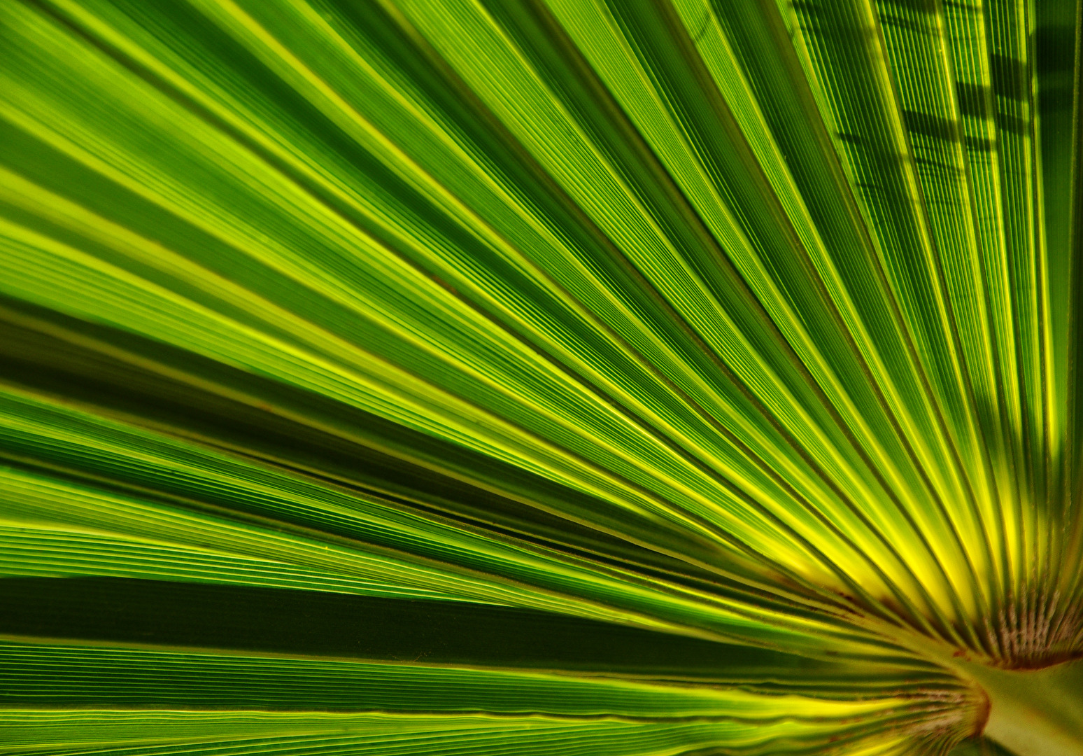Blatt der Palme