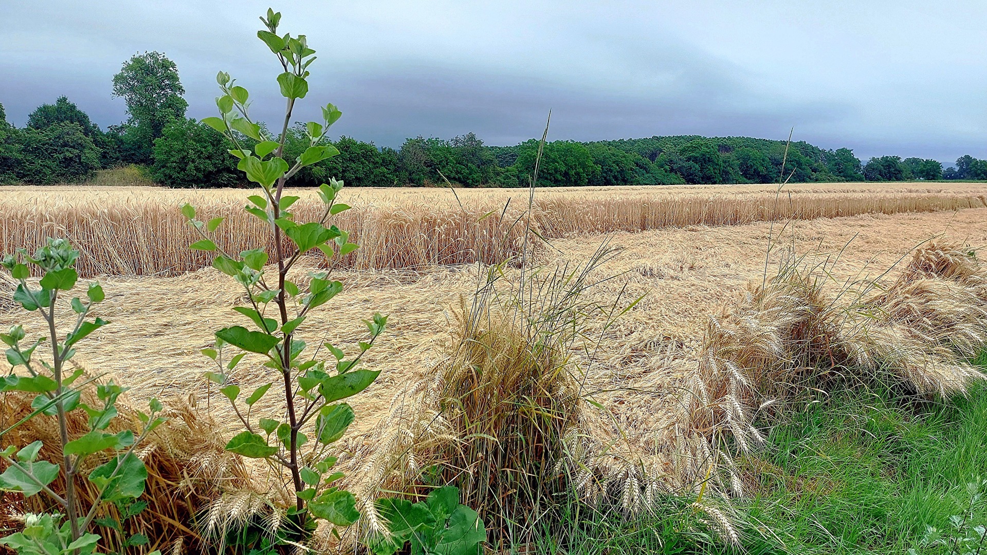 „Ein Bett im Kornfeld....?“