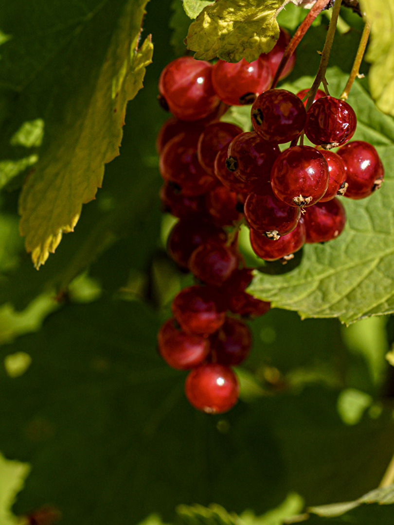 Sommer