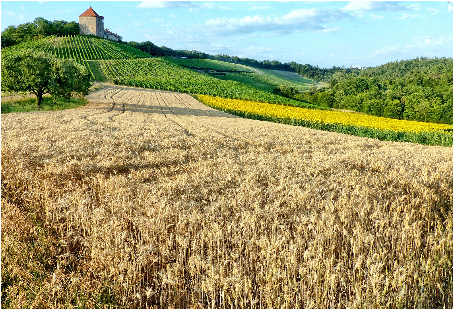 Sommer in den Feldern