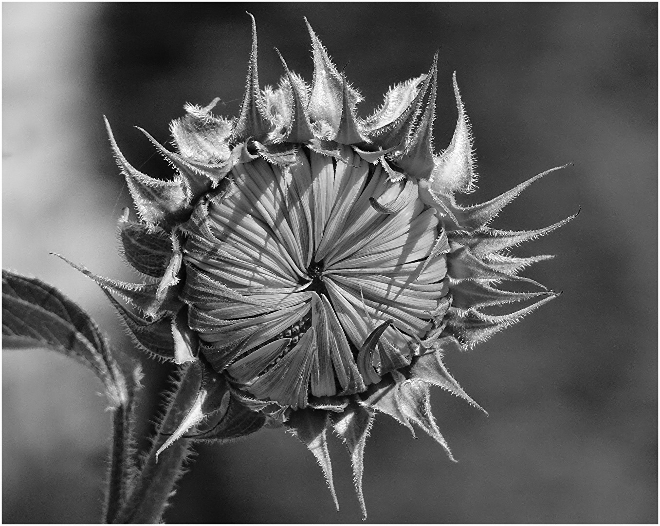 Sonnenblume