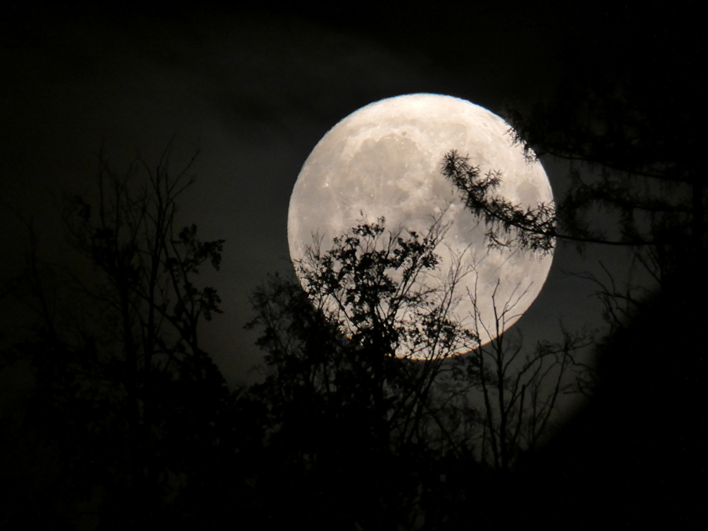 Mond und Bäume